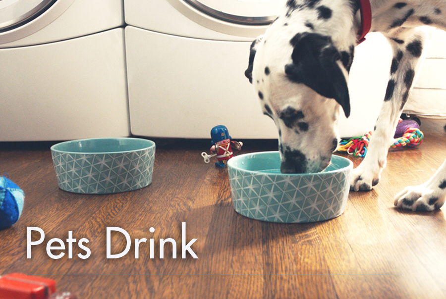 Pets Drink